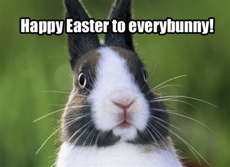 happy easter bunny funny